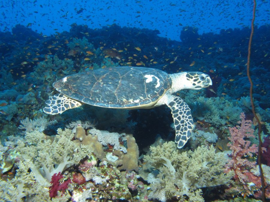 Hawksbill turtles are found in sandy nesting areas and around coastlines. 