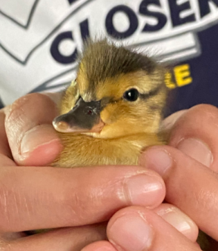 As the week went by, the ducklings hatched one by one. First came Donald, then Daisy, then Huey, Dewey, and Louie. 