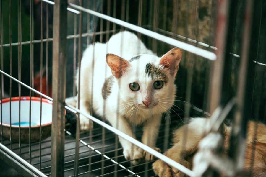 Why Animal Testing Should Be Banned – The Cougar Star