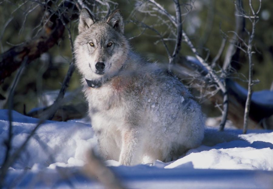 Yellowstone National Park Wolf Snow Animal by Pix4free; licensed under Creative Commons CCO