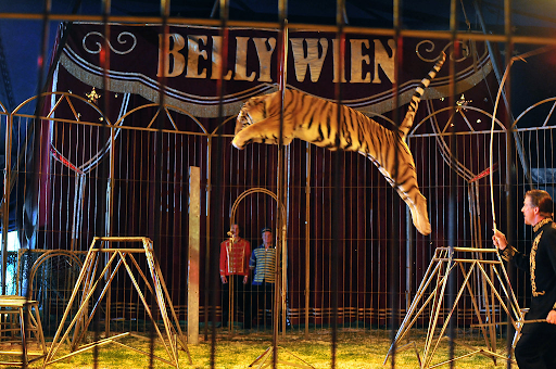 A circus trainer making a tiger do tricks