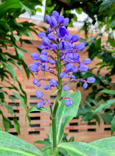 This tropical flower is called a Blue Ginger. Normally found in tropical woodlands of North, Central and South America, especially in Atlantic Forest vegetation in Brazil, as the name suggests, this flower is a bright blue or violet. You can come to see this wonder in the first tropical section of Matthei Botanical Gardens Conservatory.  