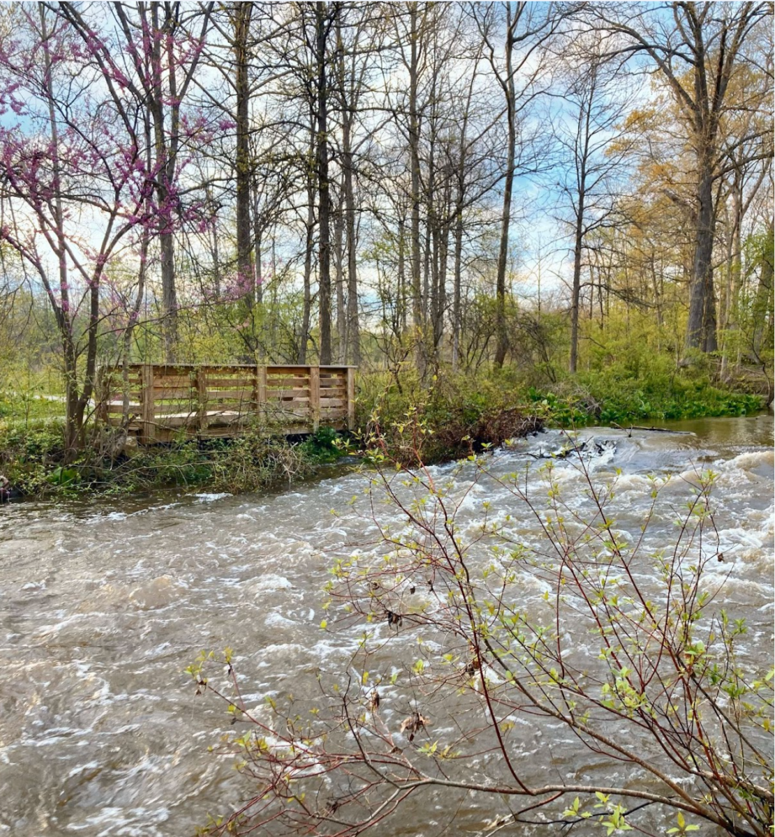 This is another photo of the river. In this photo, you can see the blooming flowers on the trees much more easily.