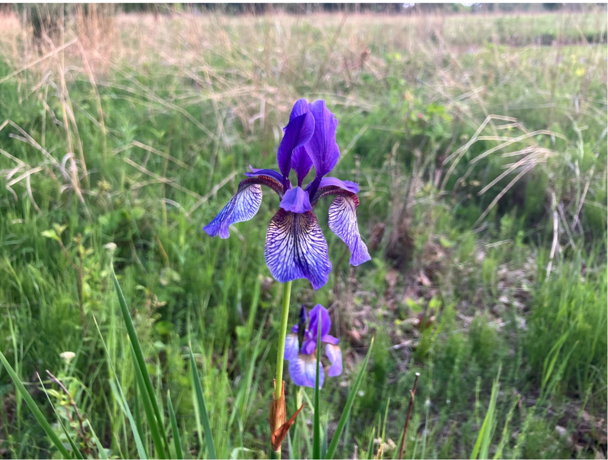 This is a photo of a purple flower (most likely a Siberian Iris) taken from just outside the labyrinth/maze.