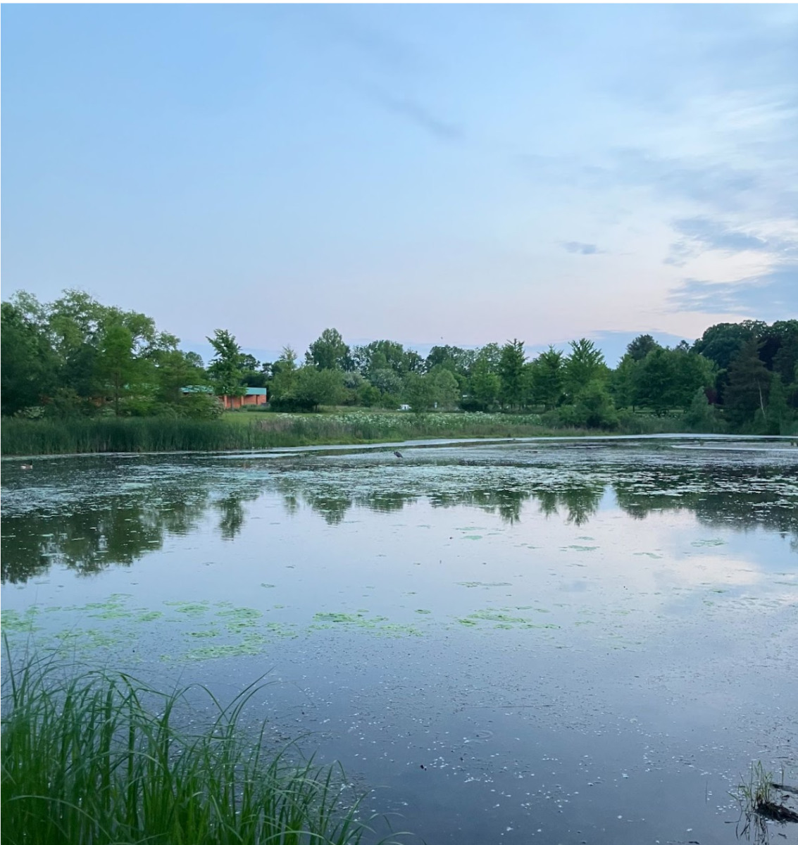 Near the entrance of Matthei Botanical Gardens, you can find a serene pond where ducks and swans will often be found. 