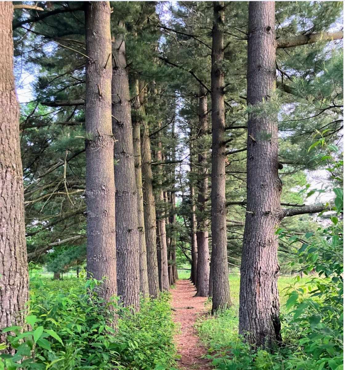 Towards the end of one of the trails, you will find a pathway of trees as shown in the photo.