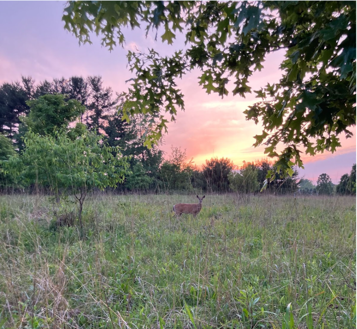 In the spring and summer, deer are practically unavoidable at Matthaei Botanical Gardens. This is a photo of a deer standing in a field of grass, staring at the camera.