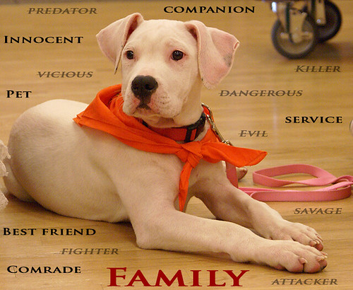 "Pit Bull Puppy - Anti-BSL" Photo courtesy of Petful.com is licensed under CC BY 2.0.